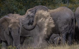 Elephants (2)