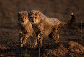 Cheetah Cubs 2