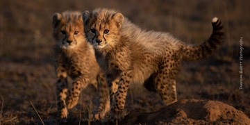 Cheetah Cubs 2